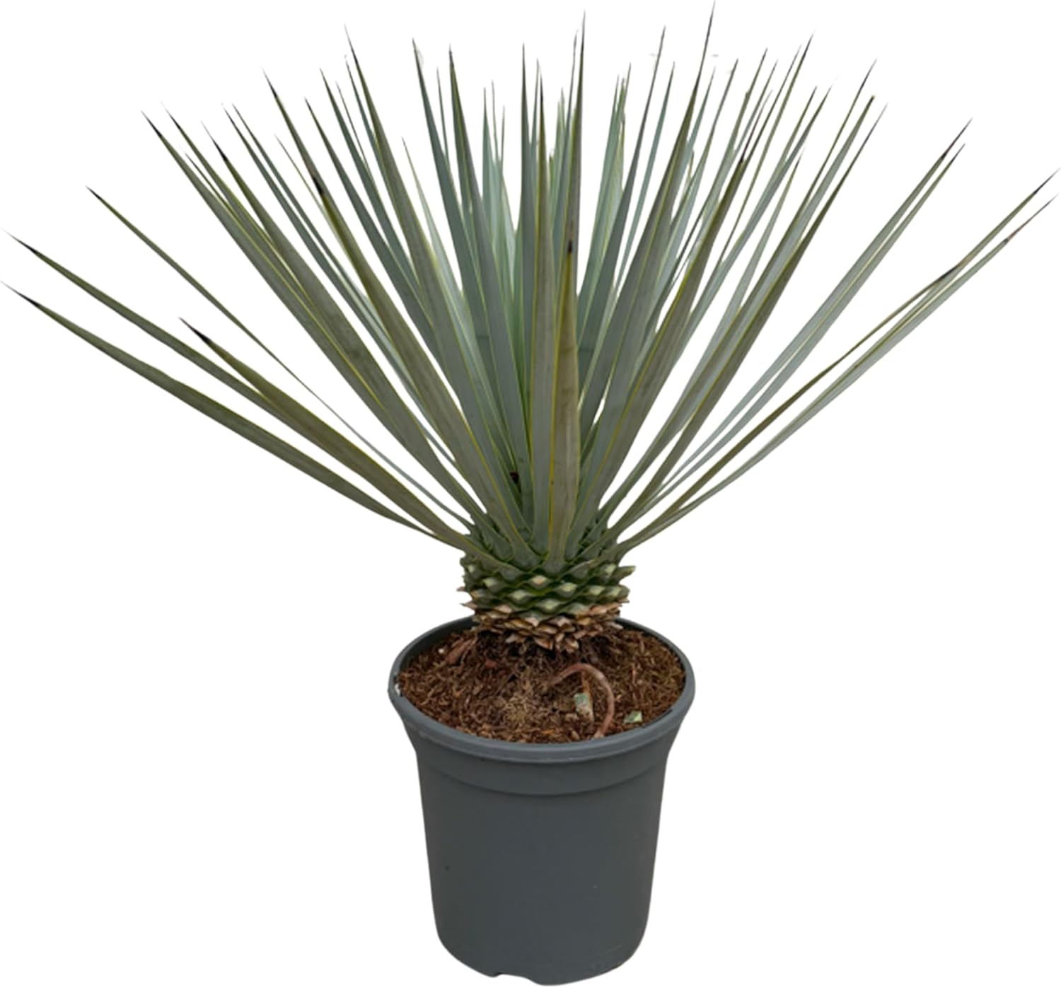Trendyplants - Yucca Rostrata - Hardy - Plante de jardin - Hauteur 40-60 cm - Taille du pot Ø21cm