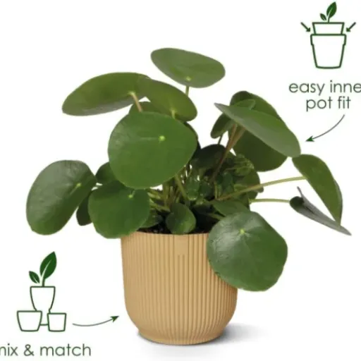 Test Elho Vibes Fold Rond 18 : le pot de fleurs en plastique recyclé qui fait le job sans chichi